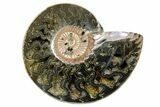 One Side Polished, Pyritized Fossil, Ammonite - Russia #174976-2